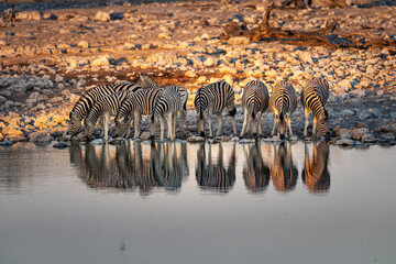 Line of Zebras Drinking at Waterhole with Reflections © tony