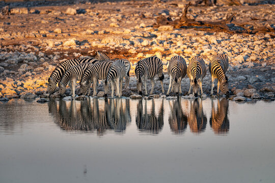 Line of Zebras Drinking at Waterhole with Reflections