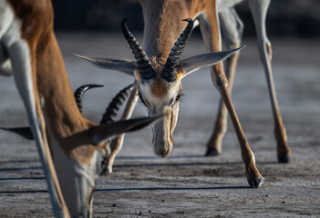 Close-up Portrait of Springbok flighting © tony