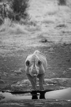 Black Rhinoceros Drinking at Waterhole (Black and White)