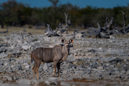 Greater Kudu Male Standing in Rocky Desert Landscape