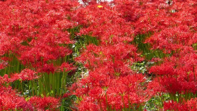 A vast field of blooming red spider lilies (Lycoris radiata) in autumn