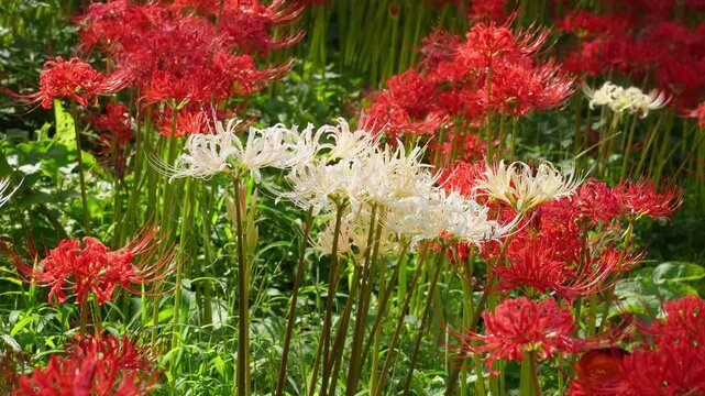 Rare white spider lilies (Lycoris) blooming in a vast field of red spider lilies in autumn