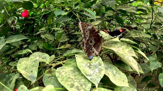 Tropical Butterfly House Interior in Ecuador with Dense Green Plants, Net Roof, Flowering Shrubs and Insect Conservation Habitat for Ecotourism