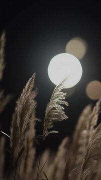 Pampas grass with moon bokeh at night 4K Generative AI