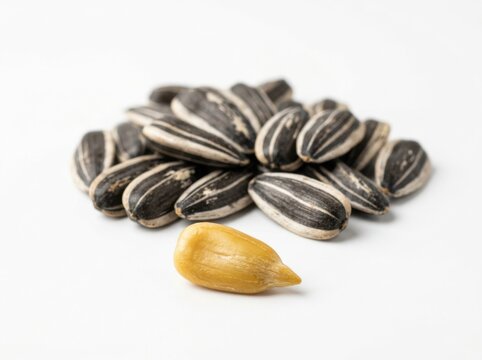 A single peeled sunflower seed kernel placed in front of a small pile of unpeeled sunflower seeds isolated on white background