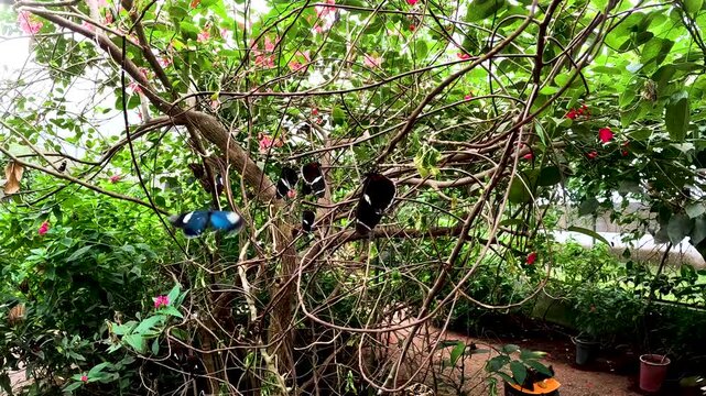 Butterfly Garden Corner with Dense Tropical Plants in Ecuador, Greenhouse Netting, Flowering Shrubs and Biodiversity Conservation Habitat