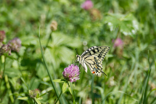 Old World Swallowtail or common yellow swallowtail (Papilio machaon) sitting on pink flower in Zurich, Switzerland