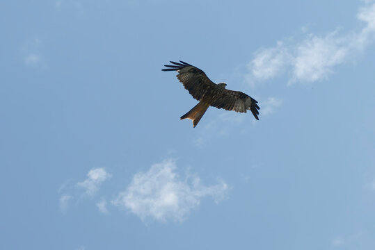 Red kite (Milvus milvus) in flight in Rougemont, Switzerland