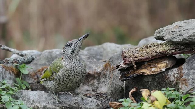 Gr&uuml;nspecht im Jugendkleid trinkt (Picus viridis)