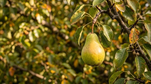 Ripe green pear hanging from an orchard branch among sunlit leaves, capturing natural fruit growth and seasonal harvest in a warm agricultural setting.
