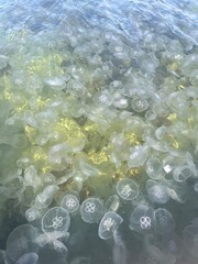 water jellyfish  © Annisbannanis