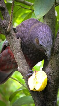 bird and apple 