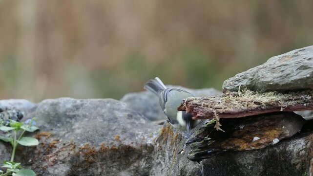 Kohlmeise trinkt (Parus major)