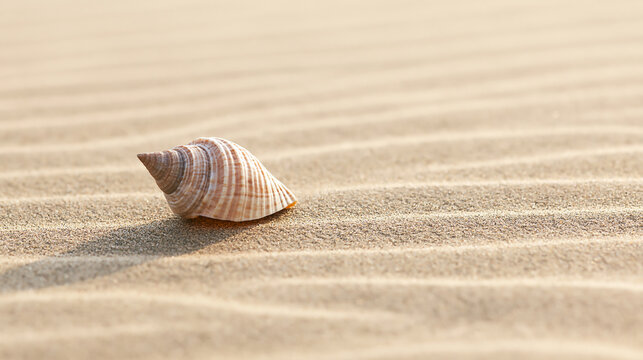 Conical seashell on ribbed beach sand isolated on transparent background. This detailed marine shell highlights the beauty of coastal shores and natural seaside elements.