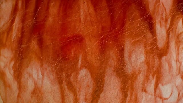 Deep crimson and rust pigment slowly bleeds through wet paper fibers, forming organic feathered tendrils across textured paper under soft overhead lighting in cinematic macro motion.