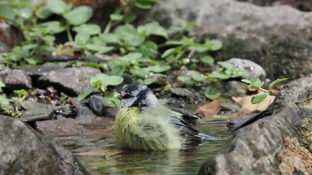Blaumeisen und Kohlmeisen baden