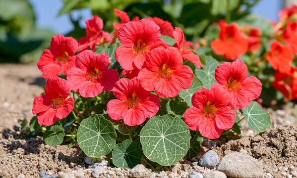 Nasturtium 'Cherry Rose' (Tropaeolum majus nanum) in lean