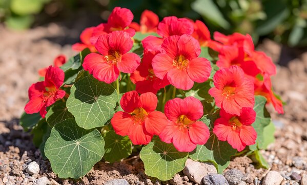 Nasturtium 'Cherry Rose' (Tropaeolum majus nanum) in lean