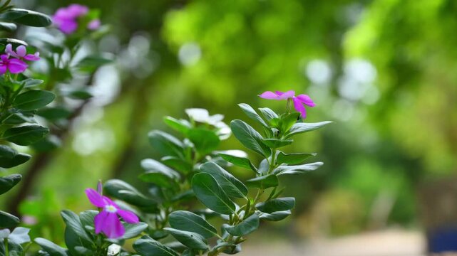 Blooming Pink Periwinkle Flowers (Catharanthus Roseus) with Green Leaves in Garden Natural Floral Background 4K Footage