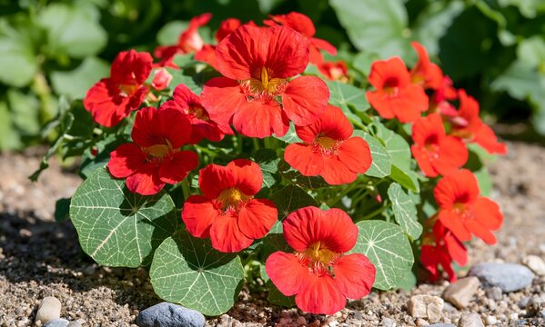 Nasturtium 'Cherry Rose' (Tropaeolum majus nanum) in lean