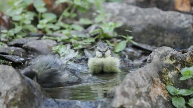 Kohlmeisen und Blaumeisen baden