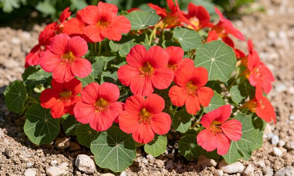 Nasturtium 'Cherry Rose' (Tropaeolum majus nanum) in lean