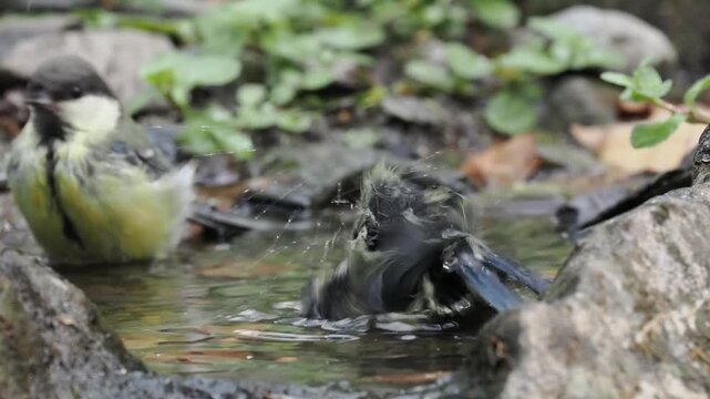 Kohlmeisen und Blaumeisen baden 