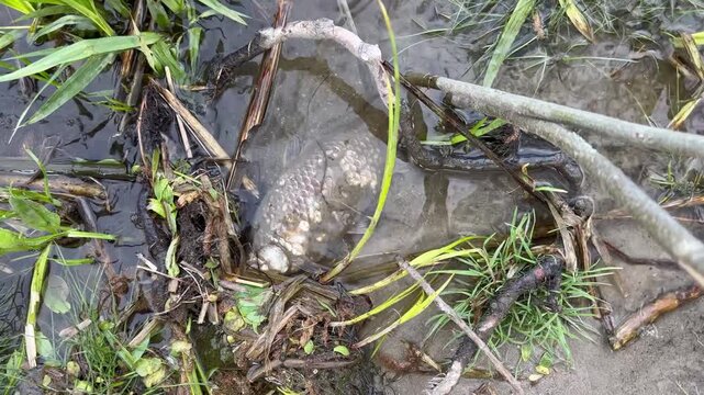 Dead fish decomposing in shallow muddy water among reeds and debris on a drying shoreline, high-angle view under soft overcast light