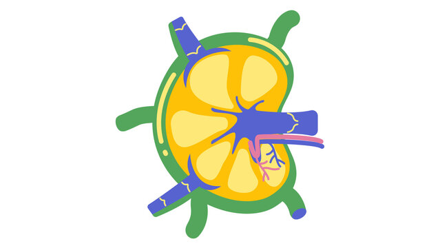 Lymph node internal structure diagram, human lymphatic system anatomy vector illustration