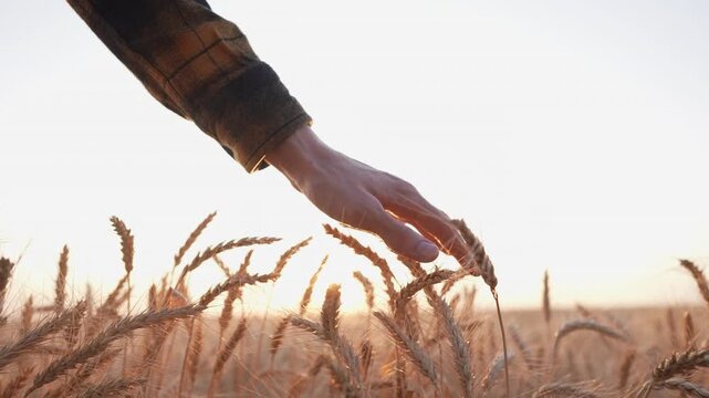 A farmer's hand gently touches the wheat in the field. The farmer feels the wheat, appreciating the texture and the growth of the wheat during sunset.