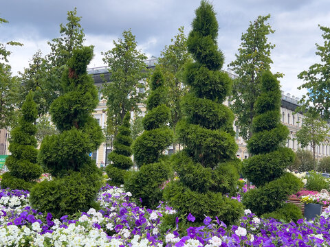 Thuja Smaragd or Thuja occidentalis Smaragd shaped as ornamental topiary trees