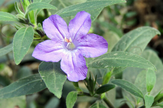 Close-up of a purple wild petunia flower with green leaves