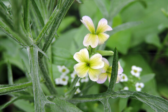 Close-up of pale yellow wallflower flowers with hairy green stems