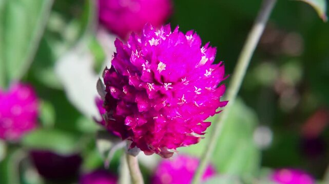 Macro close-up of a vibrant pink Globe Amaranth (Gomphrena globosa) flower