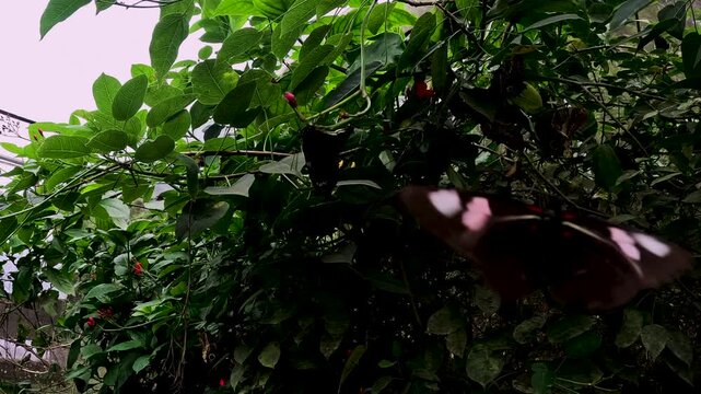 Red and Black Butterfly on Tropical Leaves Inside Ecuador Butterfly Garden, Greenhouse Habitat, Pollination, Insect Biodiversity and Nature Detail
