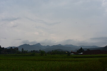 Green rice fields stretch beneath misty, distant mountains. Clouds drift low over the tranquil rural landscape. Lone house sits quietly among the trees. Nature's calm presence soothes the soul © Fajar