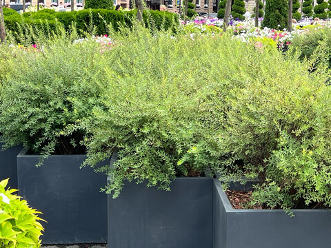 Rosemary leaf willow or Salix rosmarinifolia shrubs in large containers 