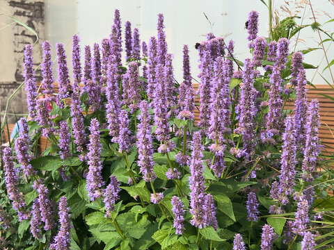 Anise hyssop or Agastache foeniculum with tall purple flower spikes and green foliage