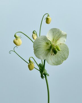 A single green pea flower in bloom with translucent veined petals and young pods on a soft blue background for wellness and nature design