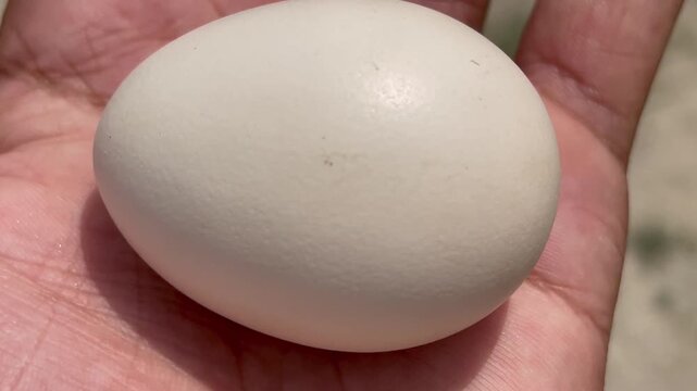 egg in hand