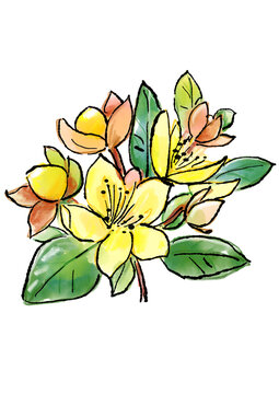 咲き誇るヒぺリカムの花の手描きの線画と水彩イラスト

