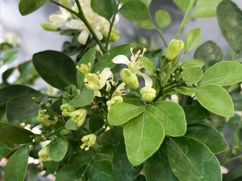 Fresh orange jasmine buds, Murraya paniculata, with young green leaves before full bloom, ideal for growth, renewal, gardening, nursery, spring, sustainability, and plant care concepts.