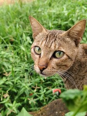 cat on the grass © Dilu