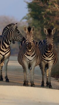 Vertical video, zebra herd on the road