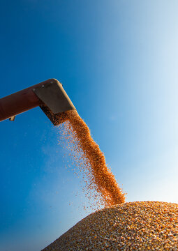 Combine transferring corn after harvest