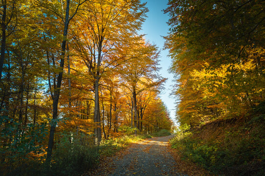 Scenic Autumn Path Through a Golden Beech Forest