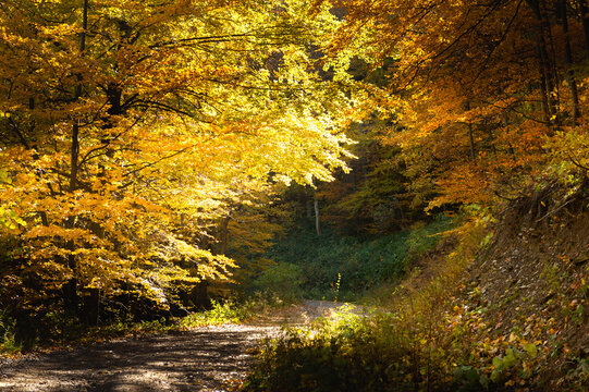 Scenic Autumn Path Through a Golden Beech Forest