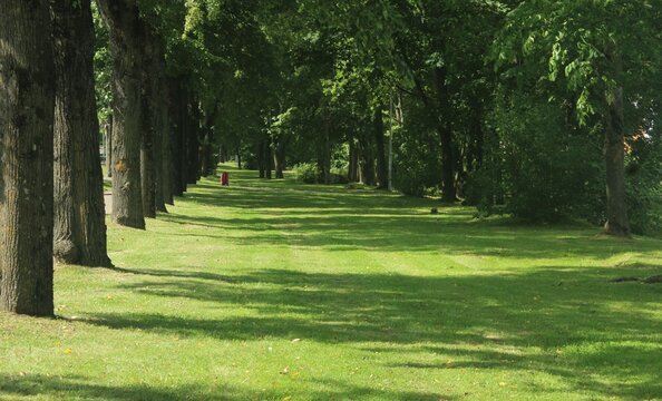 Perspective View of a Serene Tree-Lined Park Promenade with Dappled Sunlight