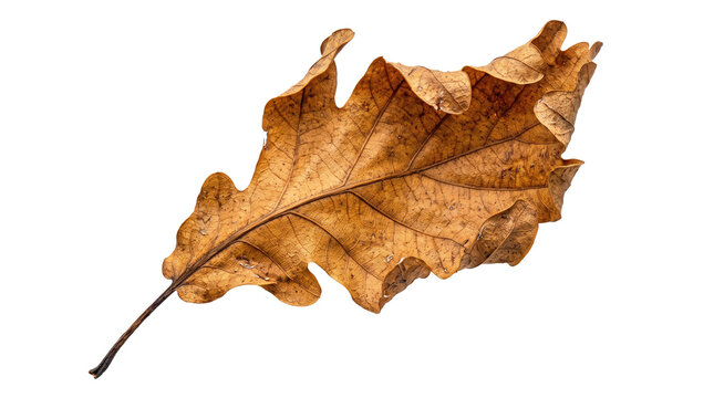Dried brown oak leaf with textured veins, withered autumn foliage, crunchy fall leaf for seasonal nature decor isolated PNG with Transparent Background